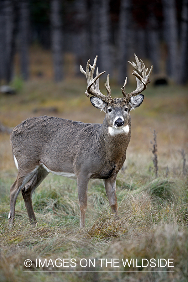 White-tailed buck in woods.