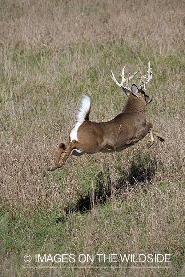 Whitetailed buck running in field.