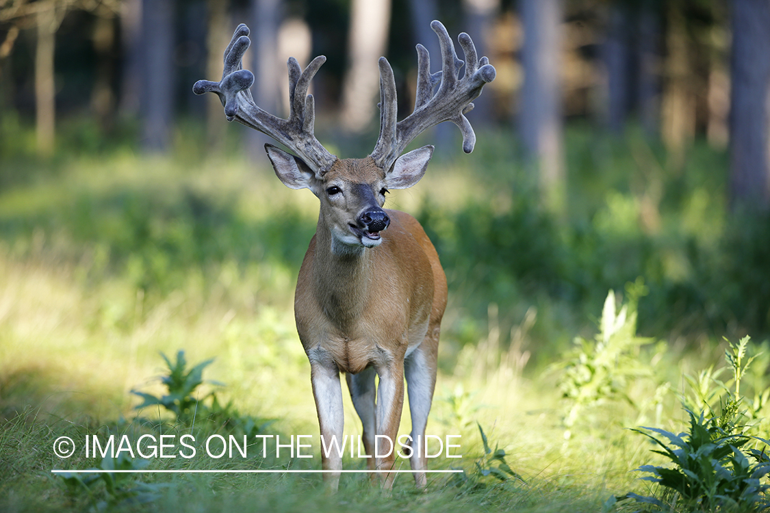 White-tailed buck in velvet.