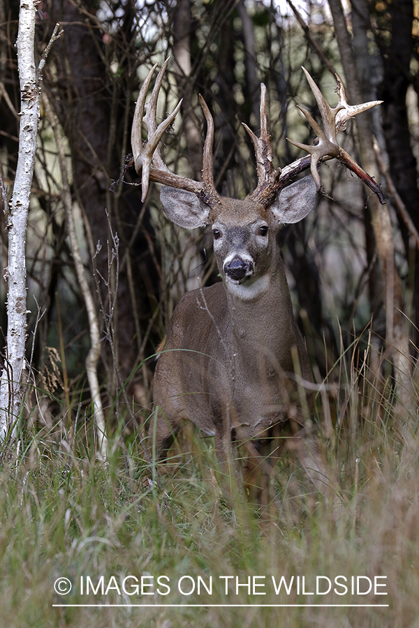 White-tailed buck in field.