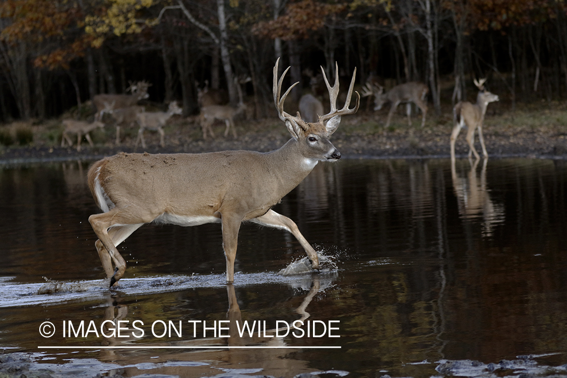 White-tailed buck in river.