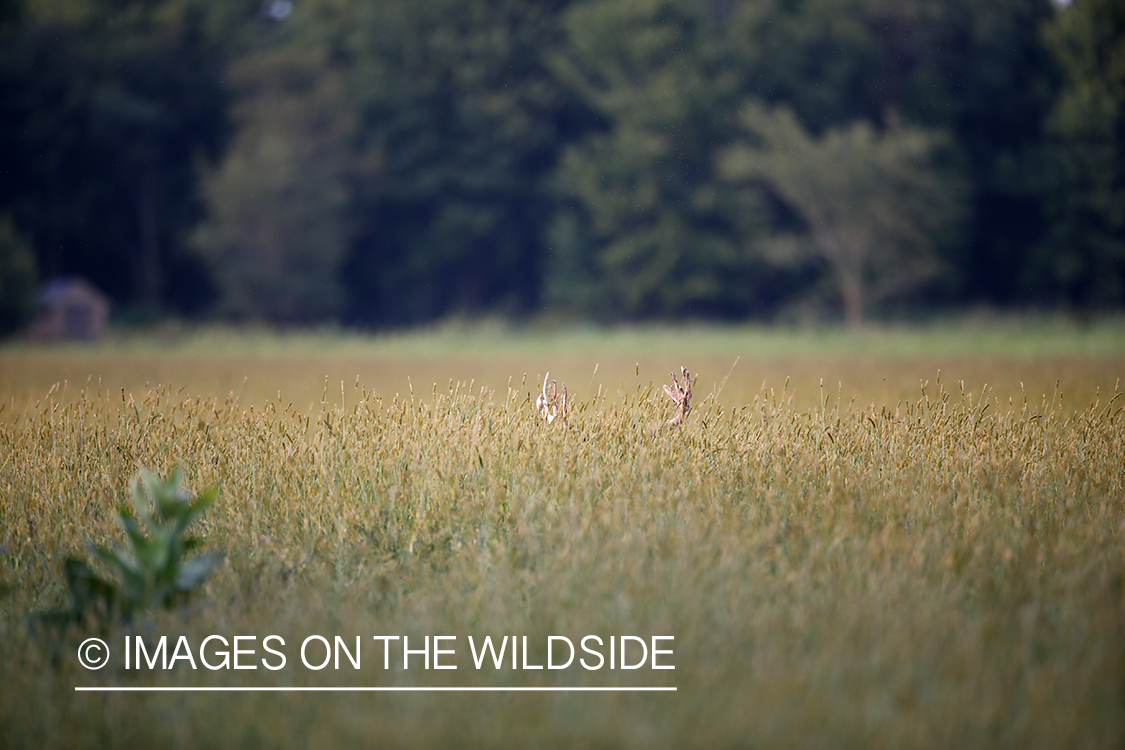 White-tailed buck in velvet bedded in field.