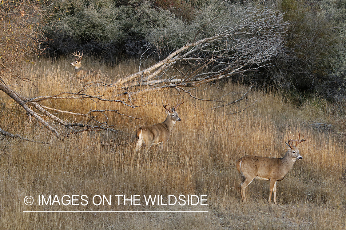 White-tailed bucks in field.