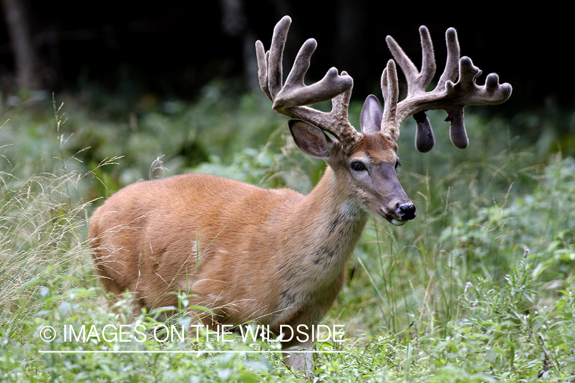 White-tailed buck in Velvet.