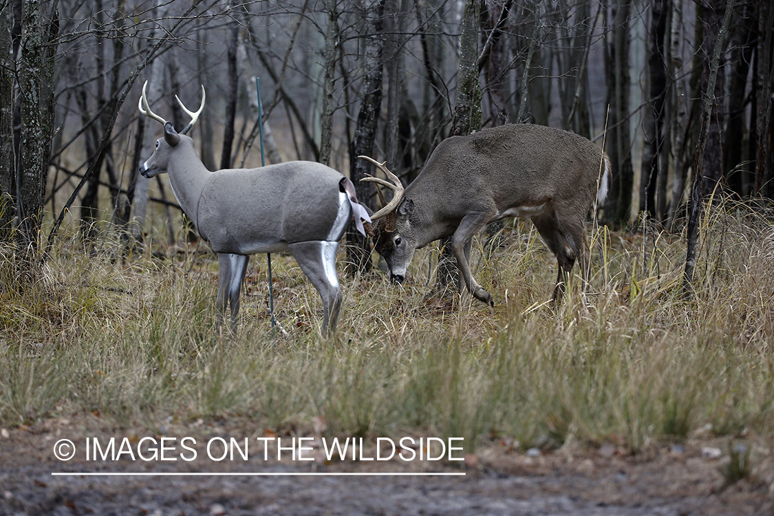 White-tailed buck confronting deer decoy.