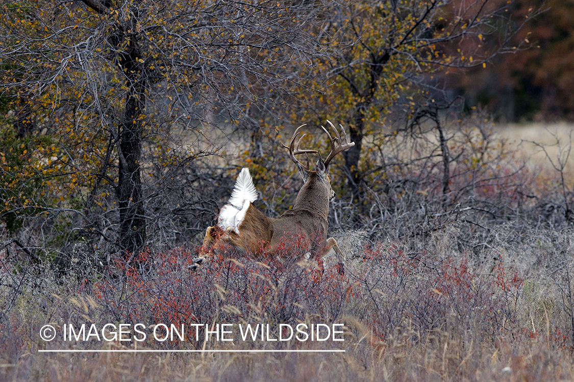 White-tailed buck running through field.