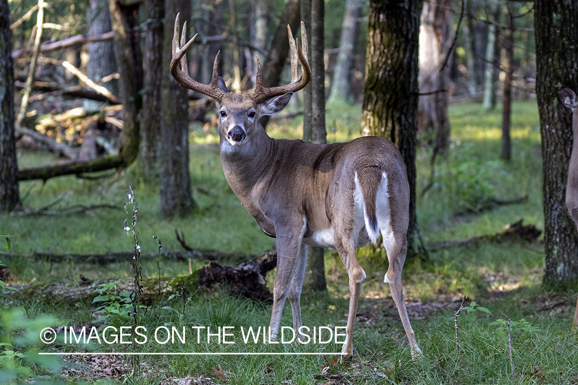 White-tailed buck in the Rut.