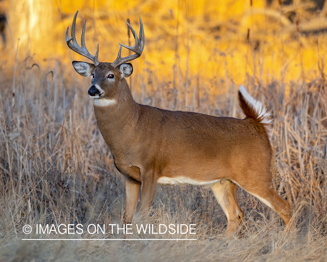 White-tailed buck in field.