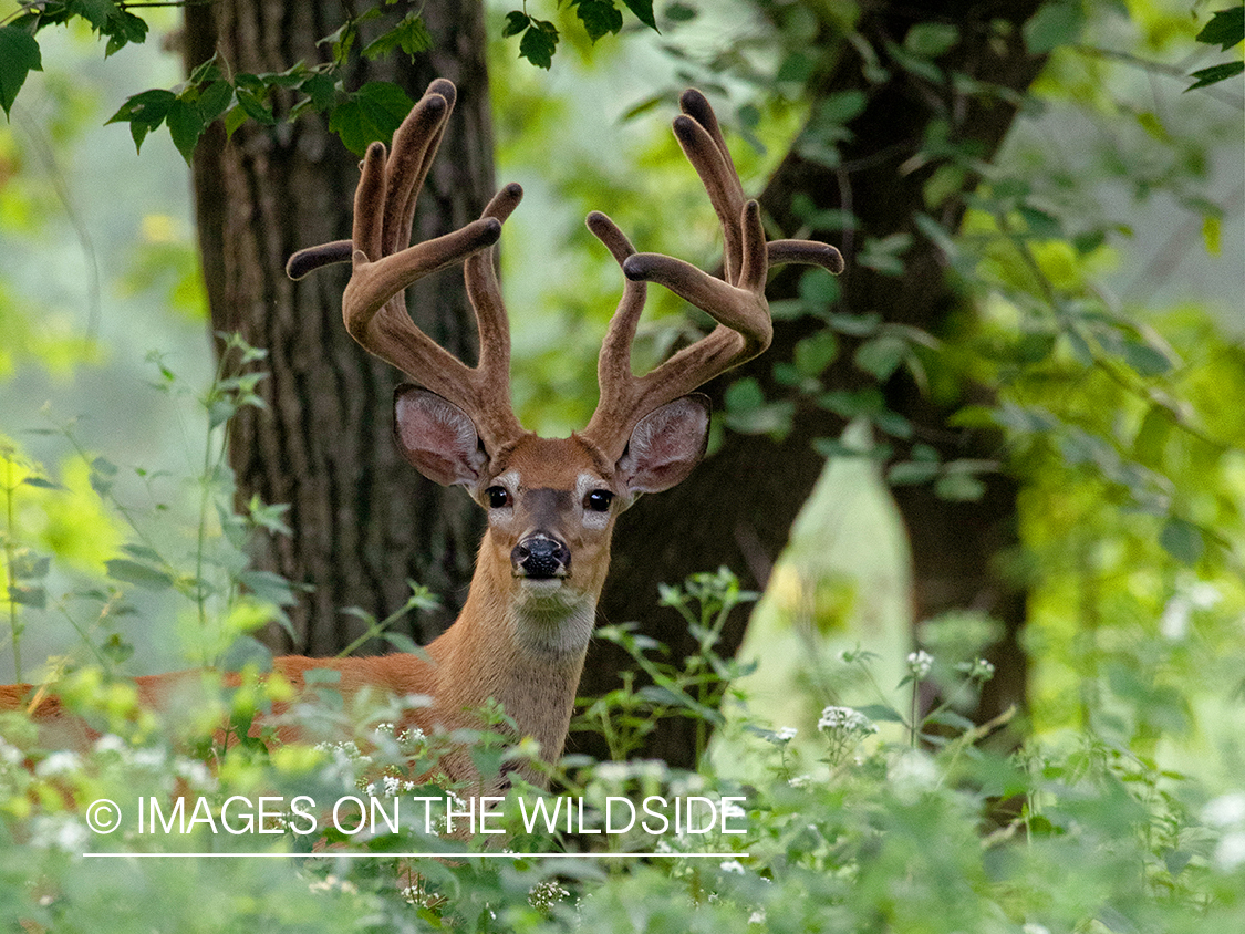 White-tailed deer in velvet.