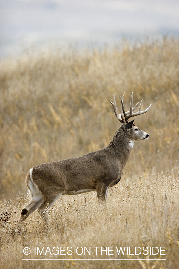 White-tailed buck in meadow.