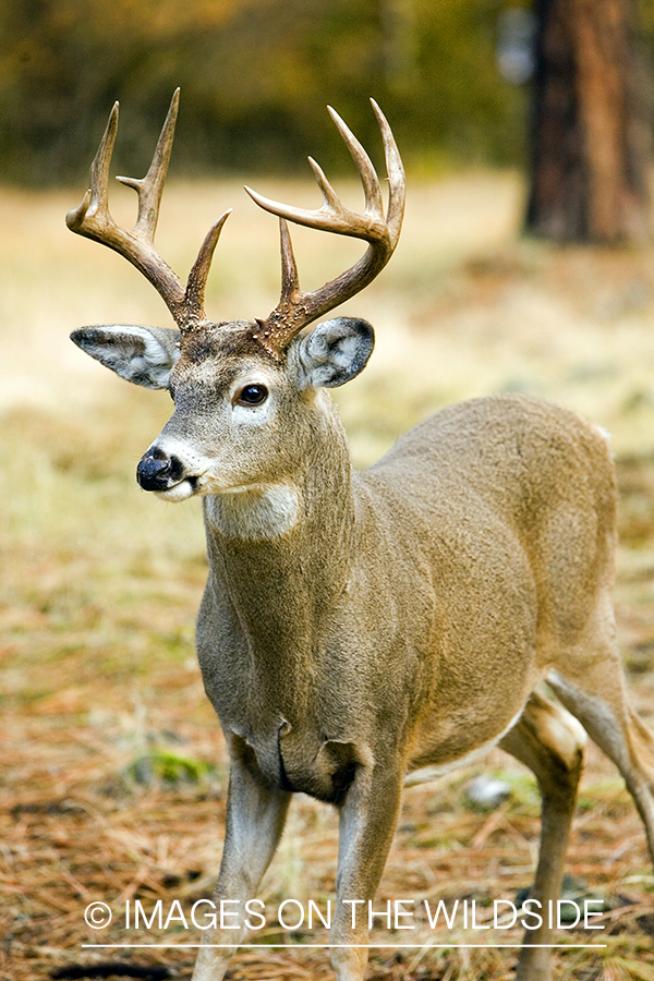 White-tailed deer in habitat