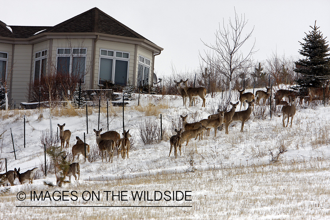 White-tailed deer herd in urban setting