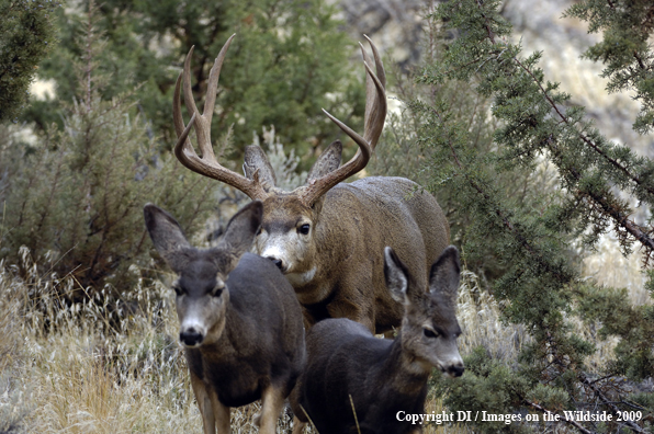 Mule Deer in habitat.