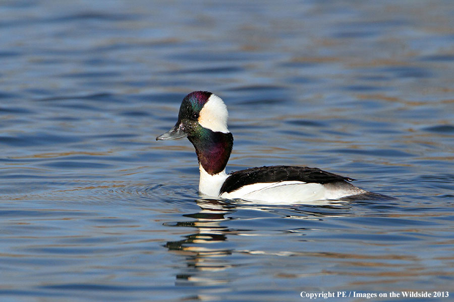 Bufflehead drake in habitat.