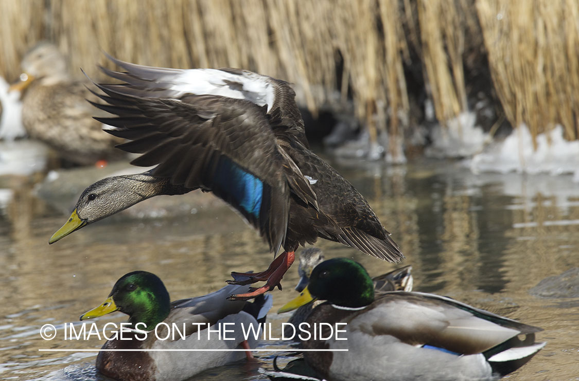 Black duck landing with mallard ducks.