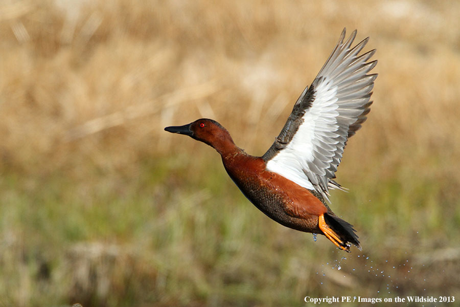 Cinnamon Teal drake in flight.