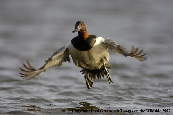 Canvasback duck