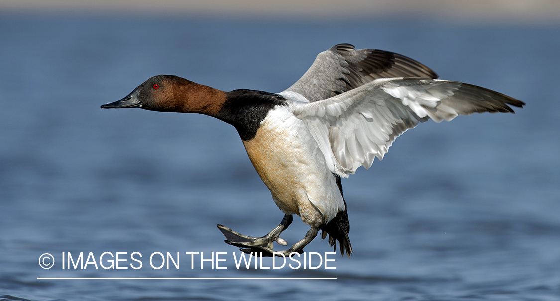 Canvasback flying above water.