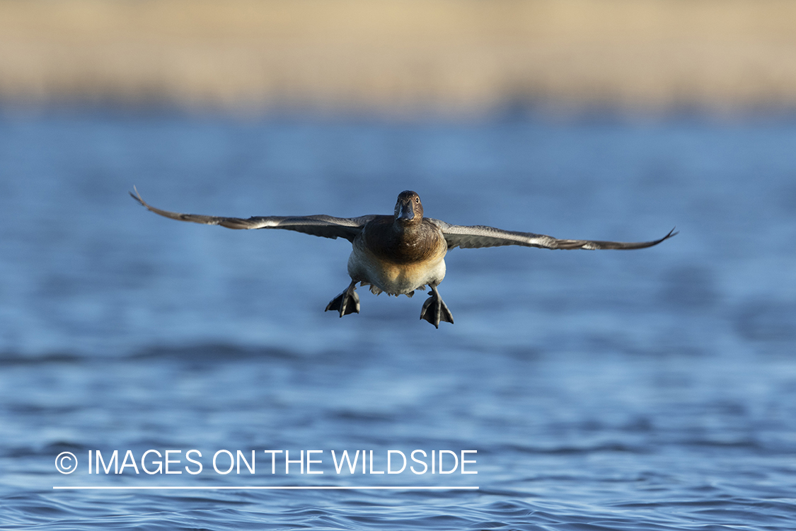 Canvasback hen in flight.