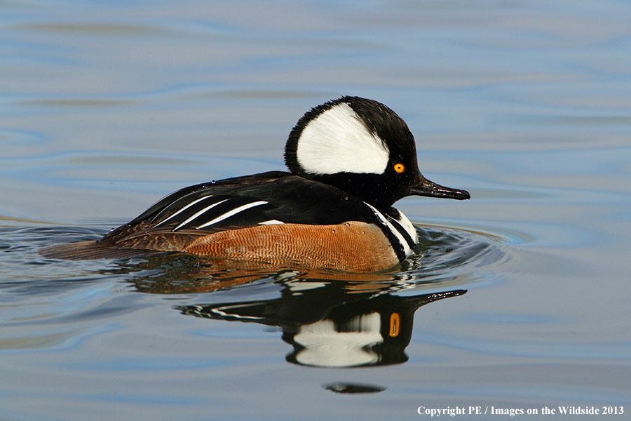 Hooded Merganser duck in habitat.