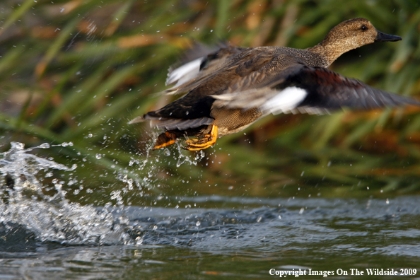 Gadwall Duck Taking Off