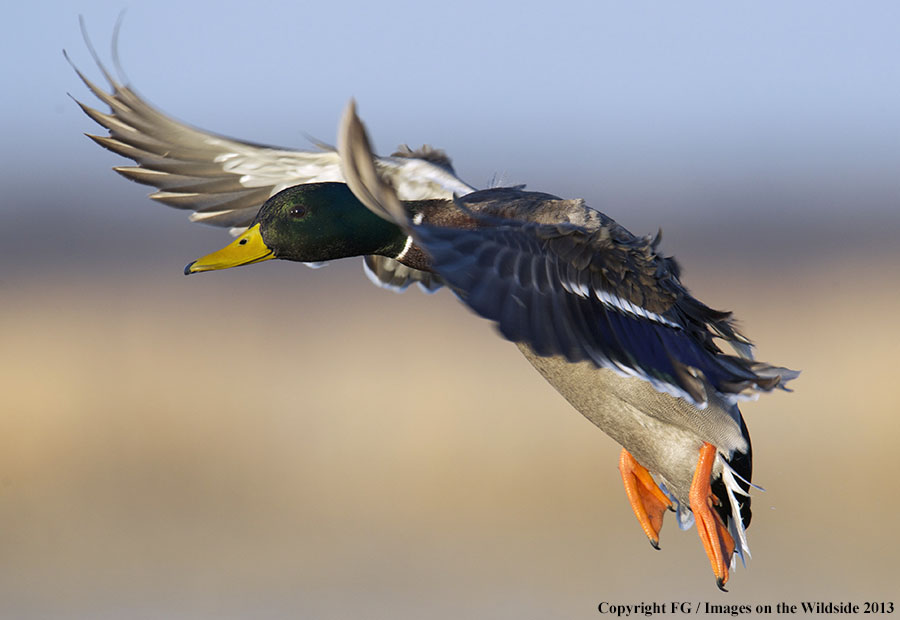 Mallard in flight.