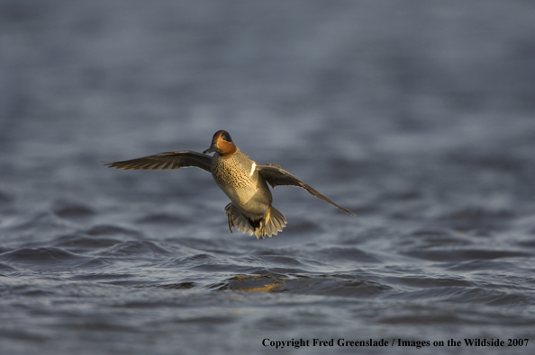 Green-winged teal in habitat