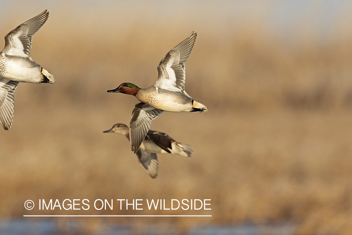 Green-winged Teal in flight.