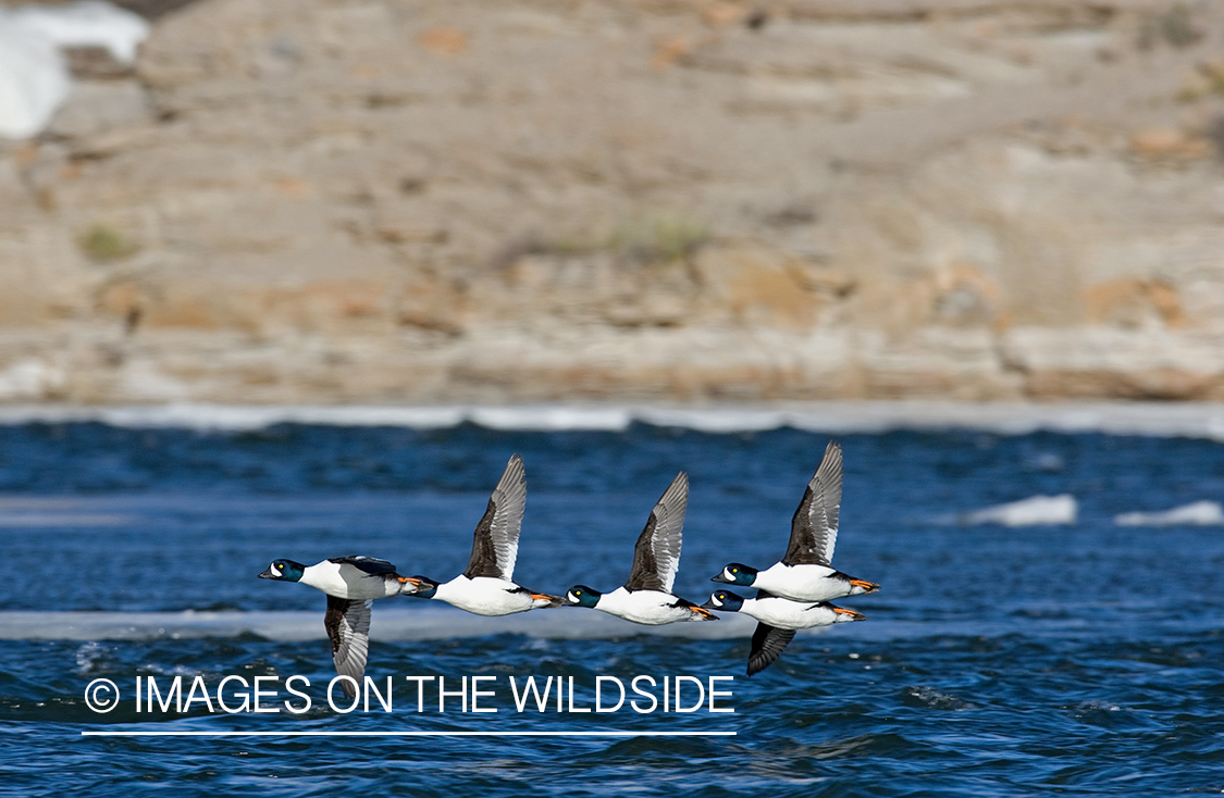 Barrow's Goldeneye ducks in flight over water.