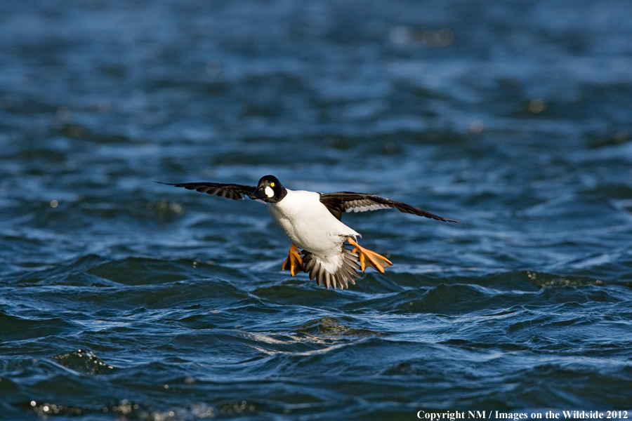 Common Goldeneye taking flight. 