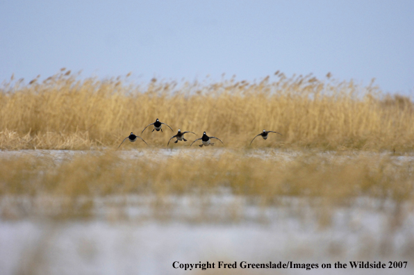 Lesser Scaup duck