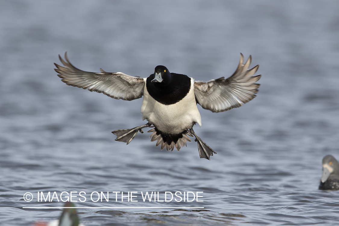 Lesser Scaup in flight.