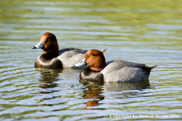 Redhead ducks.