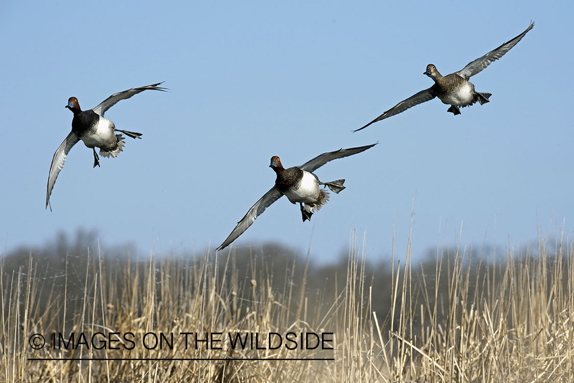 Redhead flock in flight. 