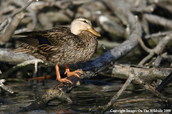 Mottled Duck