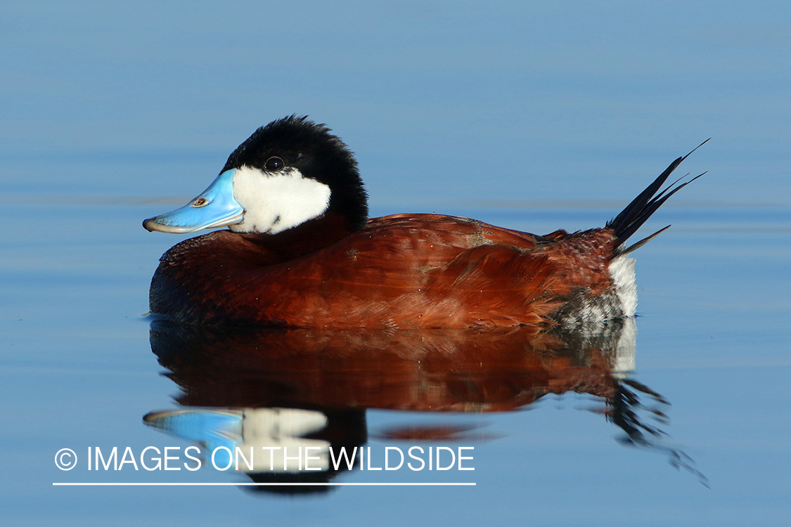 Ruddy Duck Drake