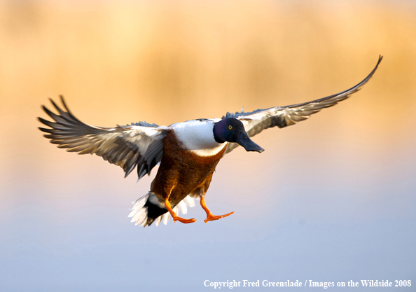 Shoveler Duck in Flight