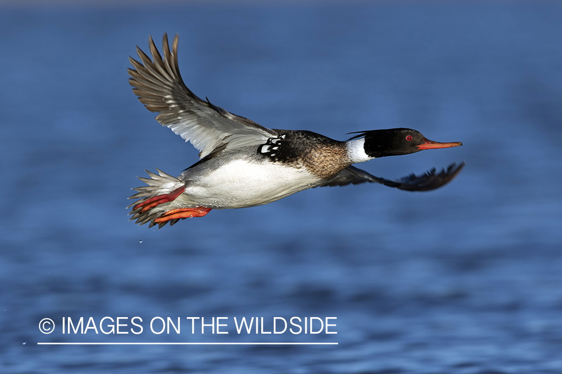 Red-breasted Merganser in flight.