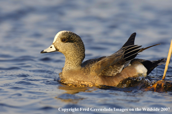 Wigeon duck