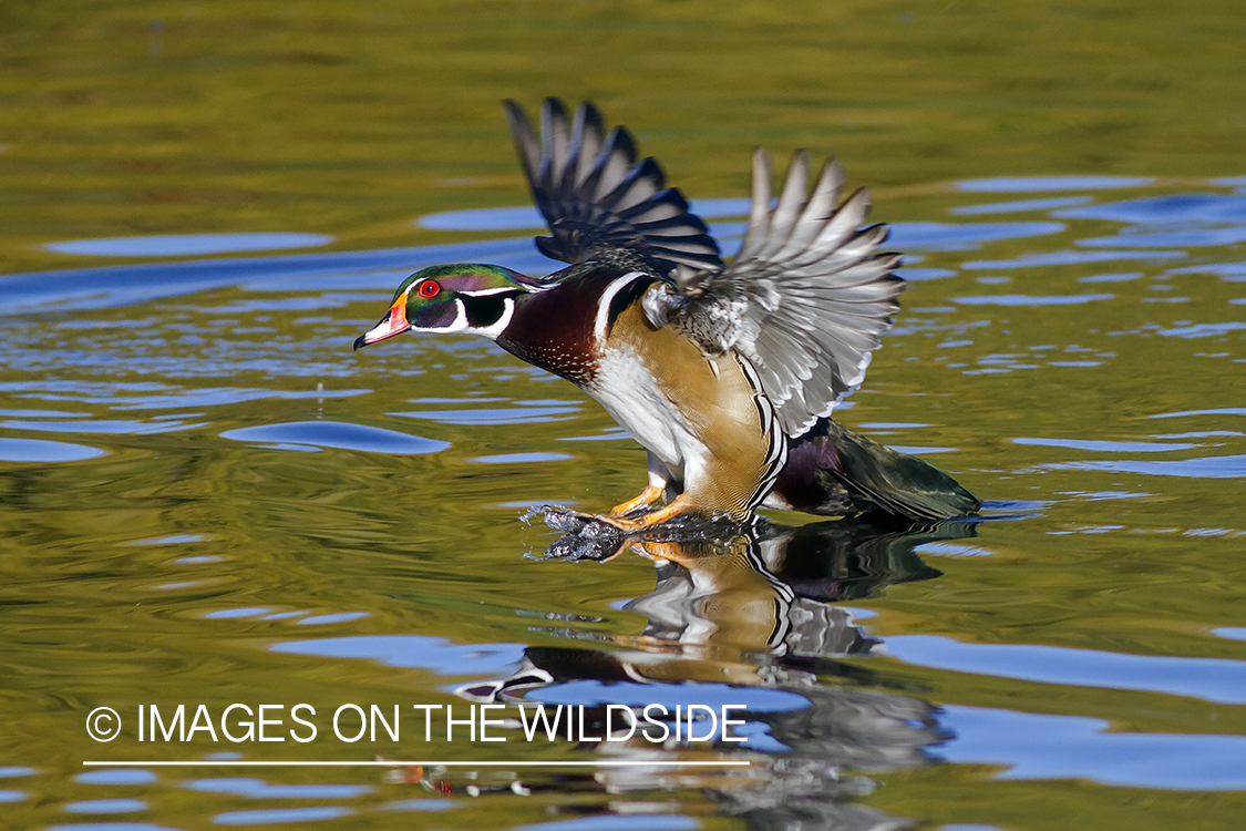 Wood duck in flight over pond.