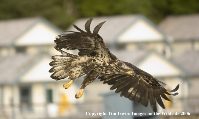 Immature Bald Eagle in flight.