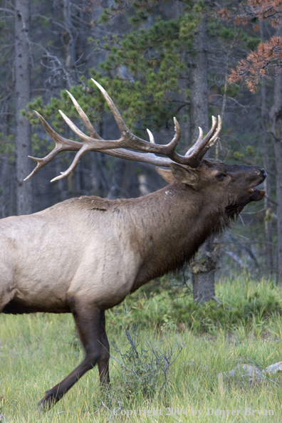 Rocky Mountain bull elk bugling.