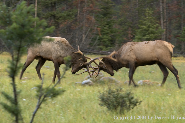 Rocky Mountain bull elk fighting.