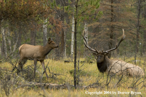 Rocky Mountain bull elk, with cows, bedded in forest.