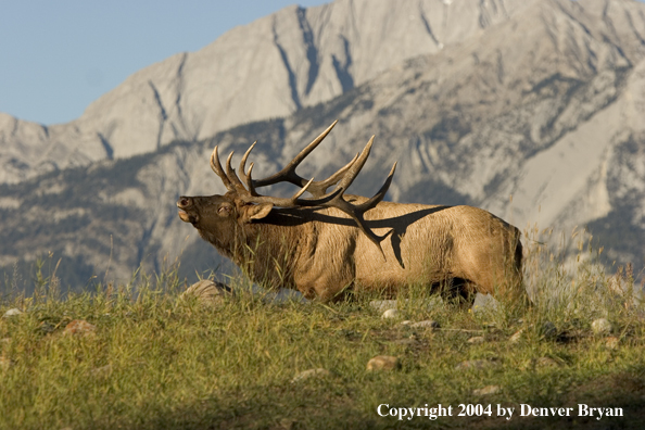 Rocky Mountain bull elk bugling.