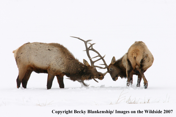 Rocky Mountian Bull Elk Fighting