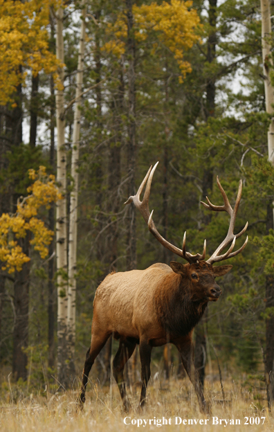 Rocky Mountain Elk in habitat