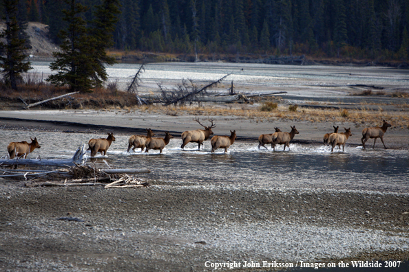 Rocky Mountain Elk herd