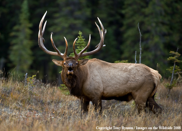 Rocky Mountain Elk in habitat