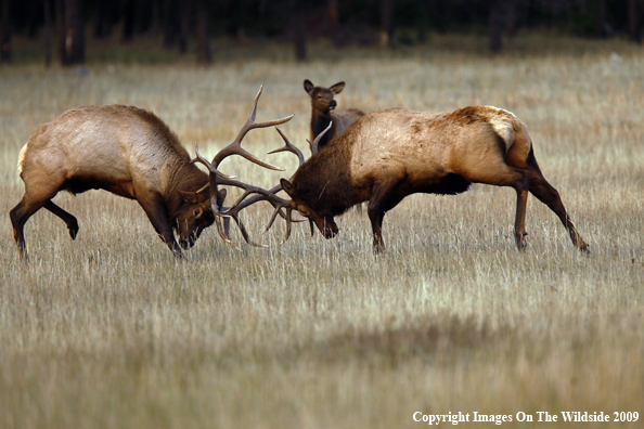 Bull Elk Fighting